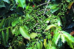 ����� ������� ���� ���� � ���� � Kopi Luwak (600-800 �������� �� ���������). � ����� �������� ������ �����, ��������� ����� ��������������� ����� ������������� ������� (Paradoxus Hermaphroditus). �������, ��� ���� ������ ���� � ������� ������������, �� � ����������� ������ �� ����������� ����� ���� �������� ����� ����������. ������� Kopi Luwak ������������ ����� ���� � �� 250 �� � ���.