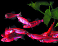 � ���� ������ �������: ������ ����������� �������� �������� ����� ��������� ����� GloFish, ������� �������� � �������. �������, ����������������� ��������� � ���� ������ ��������� ��� ����� �� ����� � � ��������� �� ������������� ������� ������ �� ������� ������������ ����.