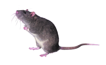 Figure mouse  